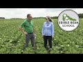 Edible Bean School: Fungicide strategy for white mould control