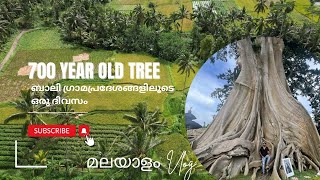 #15, 700 വർഷം പഴക്കമുള്ള മരവും, ബാലിയിലെ ഗ്രാമ കാഴ്ചകളും