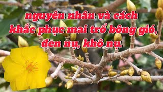 Phần 126: Khắc phục cây mai trổ bông gió và cây mai bị khô nụ.