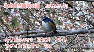 北本自然観察公園　探鳥　2023.3.11