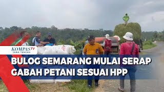 Bulog Semarang Mulai Serap Gabah Petani Sesuai HPP