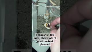 Celebrating 100 subs with my Tetramorium Immigrans colony