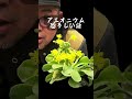 多肉植物 アエオニウム