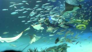 サンシャイン国際水族館　水中パフォーマンス