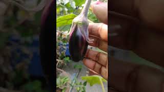 আমাদের ছাদবাগানের গাছে বড় বেগুন #gardening #brinjal #shorts