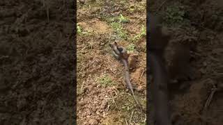 ప్రమాద కరమైన నాగు పాము చూడండి ఎలా ఉందొ #reels #viralvideo #snakevideo