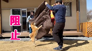 大好きなこたつを片付けられまいと必死に阻止しようとする柴犬が可愛い