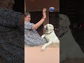 ലാവി അമ്മന്റെ കാല് ഒടിച്ചു labrador viralvideo dog