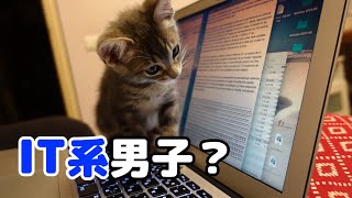 【保護猫】IT系男子？OA機器に興味津々の子猫。