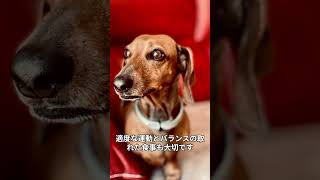 ダックスフンドの魅力！特徴や飼育のコツを解説【犬種紹介】 #ダックスフンド #ペット #ai