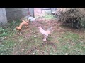 Funny roosters learning to crow!