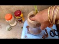 How to grow & care PLUMERIA/GULCHIN from cuttings /Updating grown plants from cuttings in Hindi,Urdu How to grow & care PLUMERIA/GULCHIN from cuttings /Updating grown plants from cuttings in Hindi,Urdu