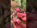 నాగజెముడు పండ్లు ఎప్పుడైనా తిన్నారా 🤤🌳🍑 giftsofthenature village viral shorts cactusfruit