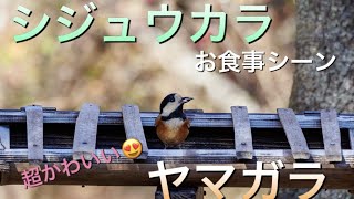 【桐生自然観察の森】シジュウカラ・ヤマガラ