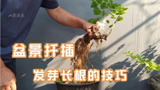 Tips for sprouting and growing roots from cuttings of old bonsai trees盆景老樹杆扦插發芽長根的訣竅