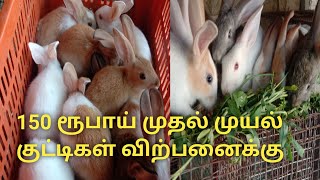 150ரூபாய் முதல் முயல் குட்டிகள் விற்பனை | Rabbit Sale | இயற்கை உலகம் | #Iyarkaiulagam #eyarkaiulagam