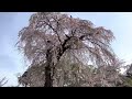 2023年3月27日 【京都の桜🌸の名所】桜🌸満開の醍醐寺を歩く daigoji temple 【4k】walk in kyoto japan