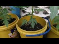 growing papaya in containers part 2 pruning topping to keep them short