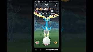 色違いゼルネアス初ゲット！　#ポケモンGO　#ゼルネアス　#shorts