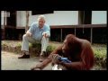 Attenborough: Amazing DIY Orangutans | BBC Earth