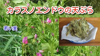 【春の野草レシピ】カラスノエンドウの若い実の天ぷら