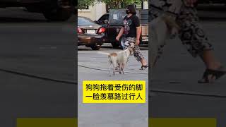 狗狗拖着受伤的脚 一脸羡慕路过行人