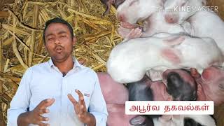 #Rabbit முயல் வளர்ப்பு | இளம்குட்டி பராமரிப்பு | தாய் முயல் குட்டிக்கு பாலுட்டுமா | Rabbit farm |