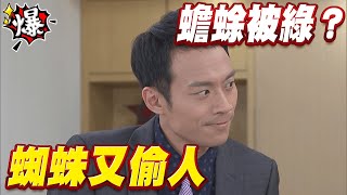 《多情大爆爆》多情城市 EP435 蜘蛛又偷人   蟾蜍被綠？