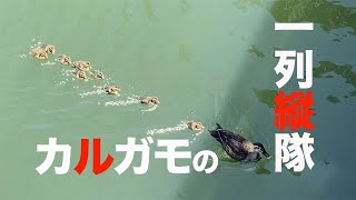 【生き物たち 】VOL.02 カルガモ