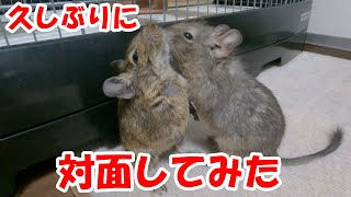 【デグー】喧嘩して別居後、対面させてみると・・