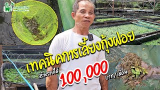 เทคนิคการเลี้ยงกุ้งฝอยสร้างรายได้ เลี้ยงแบบนี้มีรายได้เดือนละ 100,000 บาท