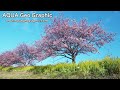 みなみの桜と菜の花まつり kawazu cherry blossoms and rape blossoms festival