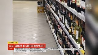 Щури серед продуктів: у столичному супермаркеті живе ціла родина гризунів