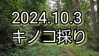 キノコ採り2024.10.3