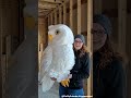 the owl is so big an cute