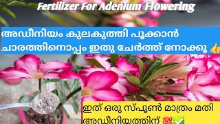 അഡീനിയം ഇല കാണാതെ പൂക്കാൻ ചാരത്തിനൊപ്പം ഇതു ചേർക്കൂ 💯|Adenium Flowering|#adenium #adeniumfertilizer