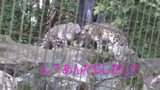 ユキヒョウ赤ちゃん　フク「風邪がバレたにゃ」 2018.10月 Snow Leopard Cub Panthère des neiges