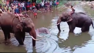 ഗർഭിണിയായ കാട്ടാന ദുരൂഹസാഹചര്യത്തിൽ ചരിഞ്ഞ സംഭവത്തിൽ, അന്വേഷണം നടത്താതെ പോലീസും വനം വകുപ്പും