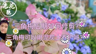 【养花必懂小知识】三角梅后期如何修剪？想要开花爆满盆，一定把握这几点！Tips and tracks for triming Bougainvillea.