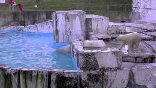 ララに向かってダイブ!~Polar Bear cub jumps in toward the mother