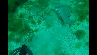 Spearfishing Amberjack, Hogfish and Snapper on Veteran’s Reef 10 mi off Clearwater Beach | Red Rum