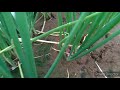 சின்ன வெங்காயம் சாகுபடி small onion cultivation in tamil small onion farming in tamil