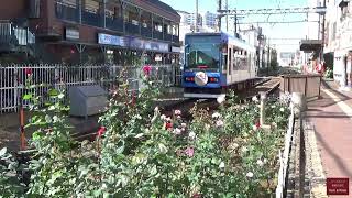 Toden Arakawa Line 2020 Autumn. #都電荒川線のバラ #秋バラ short ver.