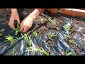 庭院种菜，种植空心菜 how to grow water spinach in uk 英国种植空心菜，如何保温种植空心菜。