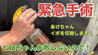 緊急手術　イボ切除します