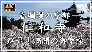 春爛漫の京都 〜 仁和寺 〜満開の御室桜につつまれた仁和寺。京都の桜のフィナーレを飾る桜をご覧ください。[No.308] #京都桜