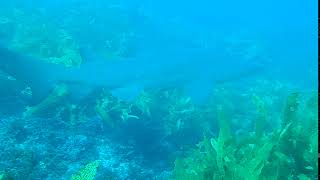 シロワニ(Gray nurse shark）