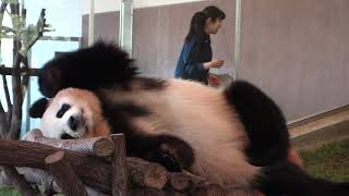 桜浜 閉園時刻を過ぎても帰宅拒否.Ouhin, she refused to go home after park closing time.