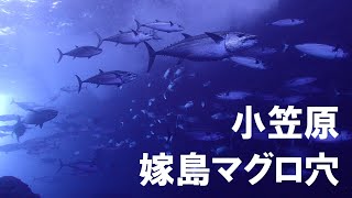 ダイバー憧れのマグロ穴　in　小笠原、嫁島