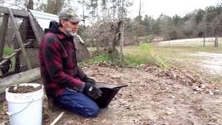 Preparing Asparagus Bed for Winter